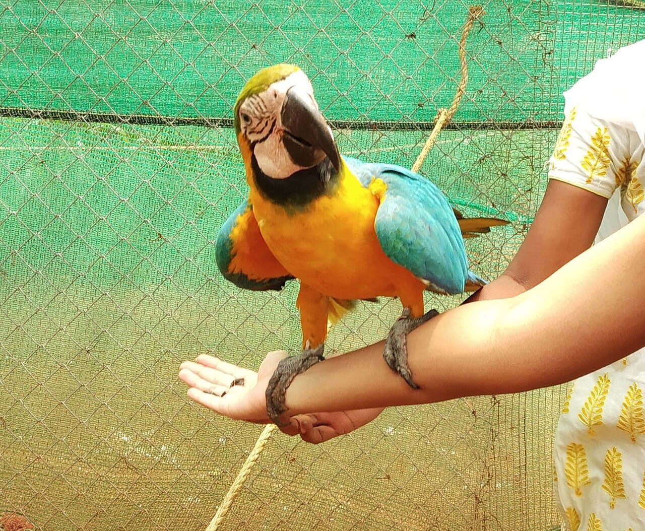 A macaw at Fundera Park in Yelagiri