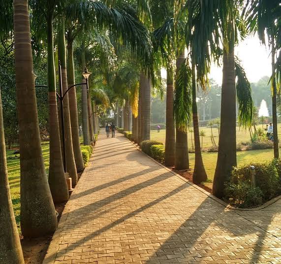A palm walk at the herbal farm near Punganoor Lake