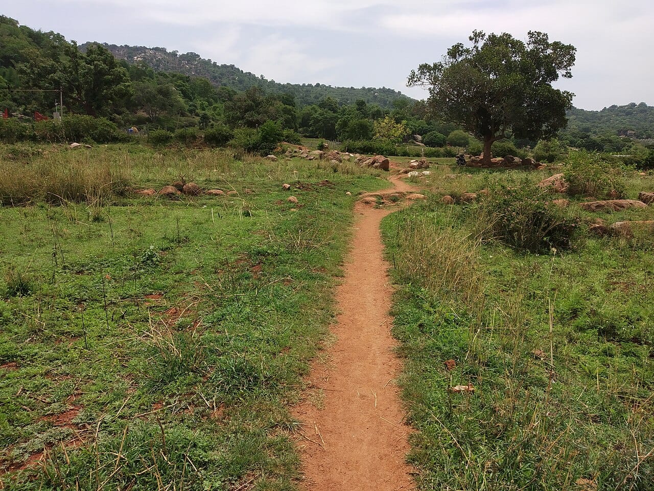 The trek from Mangalam village toward Swamimalai in Yelagiri